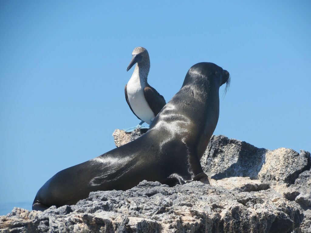 Isla más grande de Galápagos